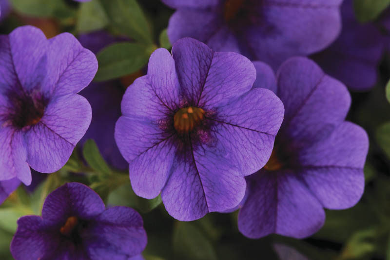 Calibrachoa 'Cabaret Deep Blue'